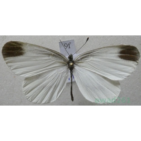 Leptidea sinapis (Linnaeus, 1758) Wietek gorczycznik Poland9f